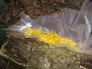 Making Your Own Camping Meals