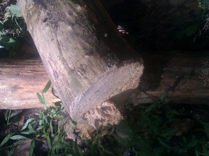 Snapped Log