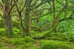 Moss Trees