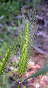 Foxtail Grass