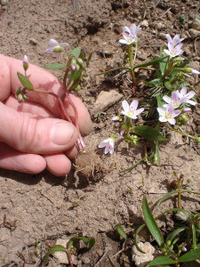 Spring Beauty