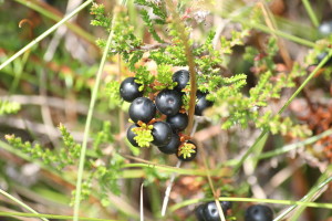 Crowberries national preparedness month