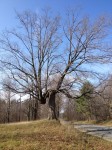 Crooked Tree Farmstead