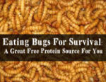 Eating Bugs For Survival