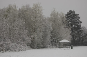 Snow Covered Trees Calories For Winter