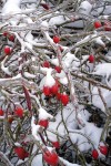 Rose Hips