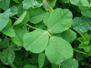 Clover Winter Wild Edible