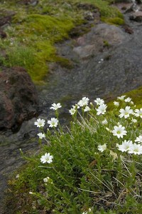 Chickweed