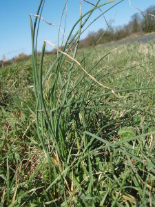 Wild Onions