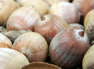 Acorns