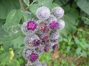 Burdock