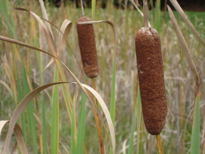 Cattails