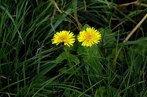 Dandelion