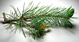 Pine Tree