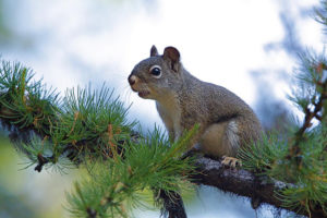 How to Squirrel Hunt with a Bow