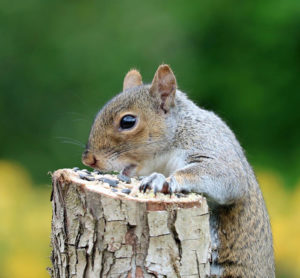 squirrel shoot head How to Squirrel Hunt with a Bow