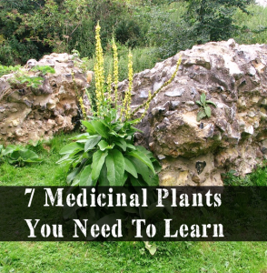 7 Medicinal Plants You Need To Learn