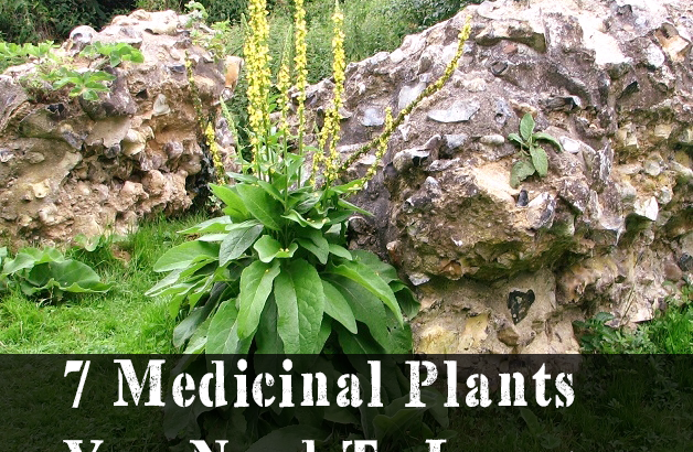 7 Medicinal Plants You Need To Learn