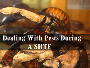 Dealing With Pests During A SHTF