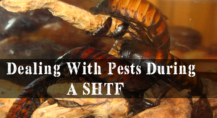 Dealing With Pests During A SHTF